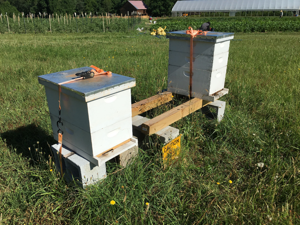 Beginning Beekeeping 2021: Online via Zoom